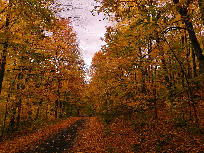 Favourite Time Of Year, Trees, Back Road, Leaves, graphy, Autumn, Nature, HD wallpaper