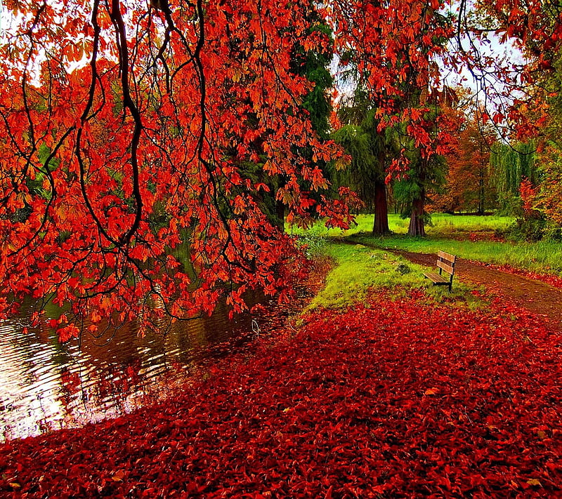 Red Autumn, look, nice, HD wallpaper | Peakpx