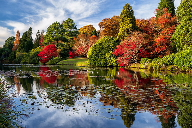 Earth, Fall, England, Landscape, Nature, Park, Pond, Tree, HD wallpaper