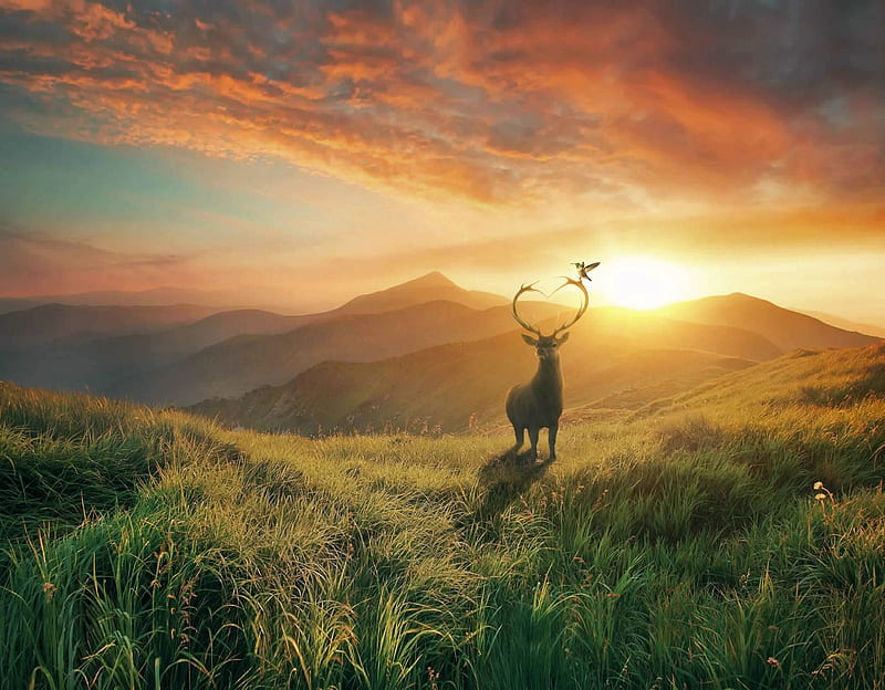 Deer before Sunset Wallpaper. #nature #sunset #deer #iphone #wallpaper