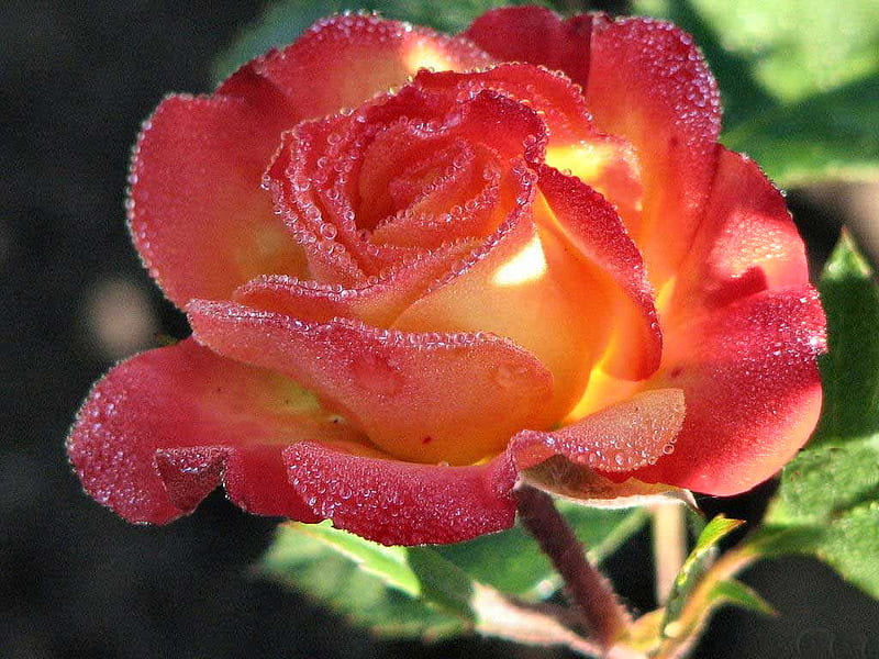 Red-Orange Rose F1, romance, rose, fragrant, floral, graphy, love, flower, nature, HD wallpaper