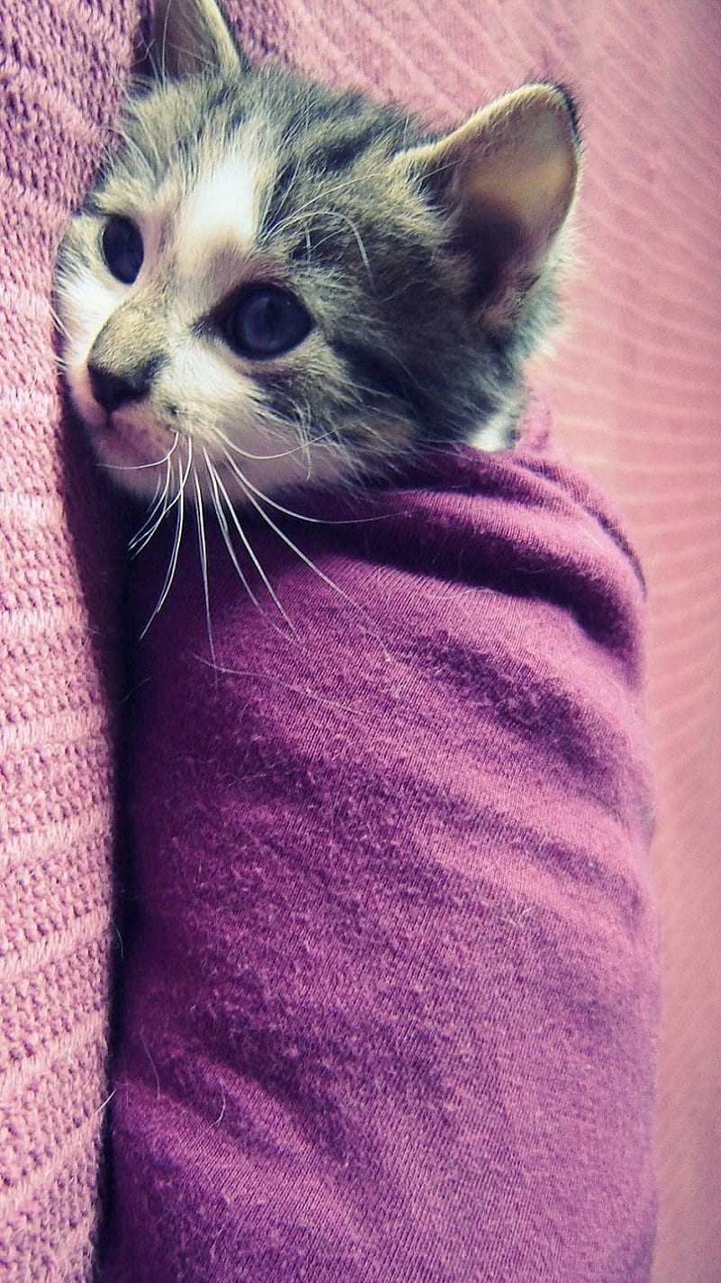 Swaddled Kitten, baby, cat, cute, feline, funny, swaddle, sweet, tabby, HD phone wallpaper