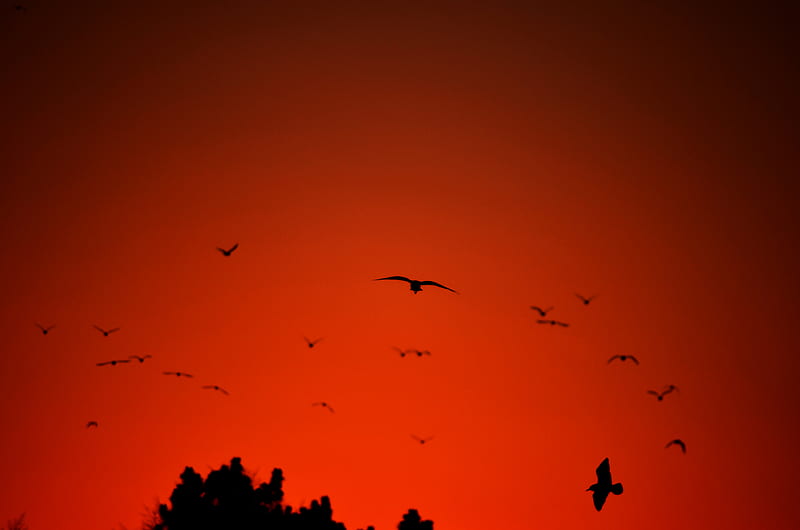bird, wings, silhouette, flight, red, HD wallpaper