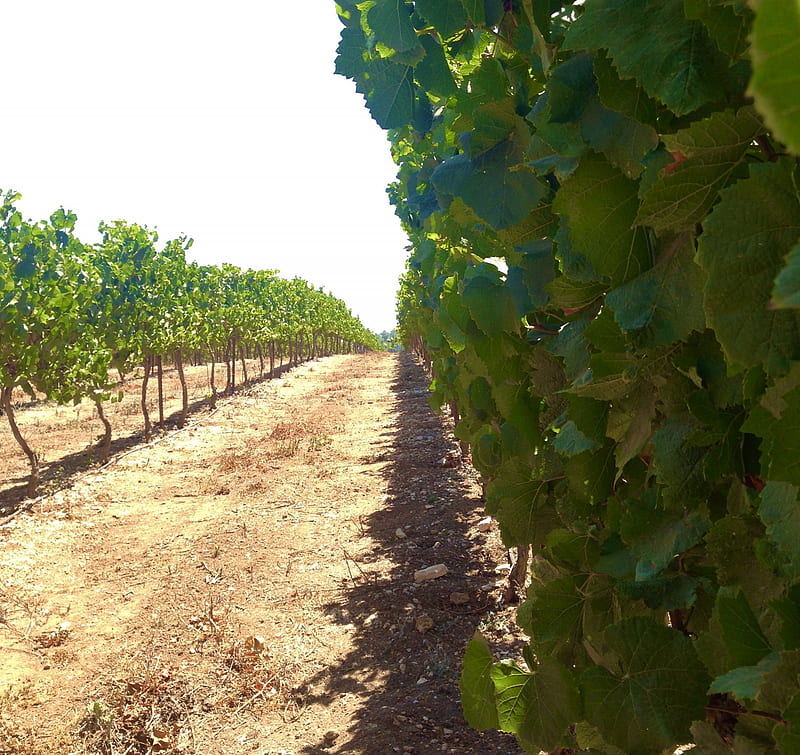 Vineyard in Northern Israel, Vineyard, Field, Grapevine, Israel, HD wallpaper