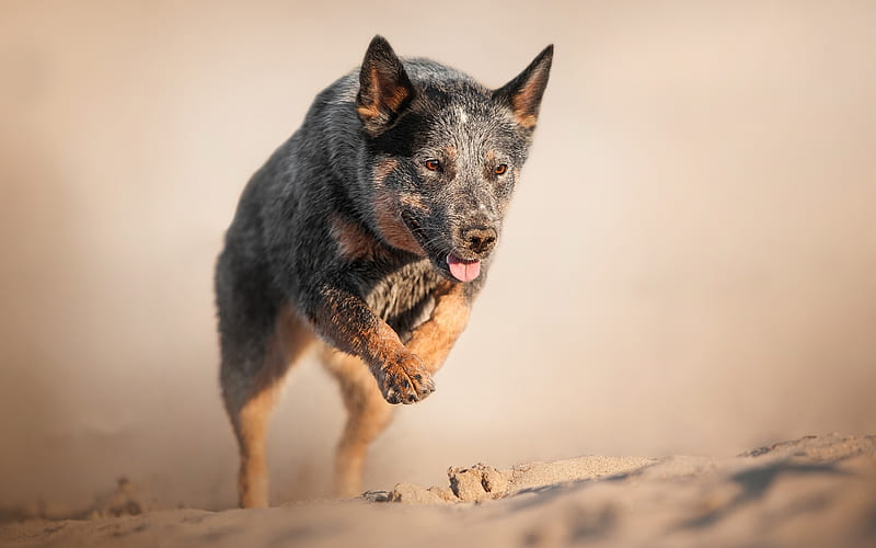 Australian Cattle Dog, running dog, Blue Heeler, sand, dogs, Australian Bouvier Dog, pets, Australian Heeler, Queensland Heeler, HD wallpaper