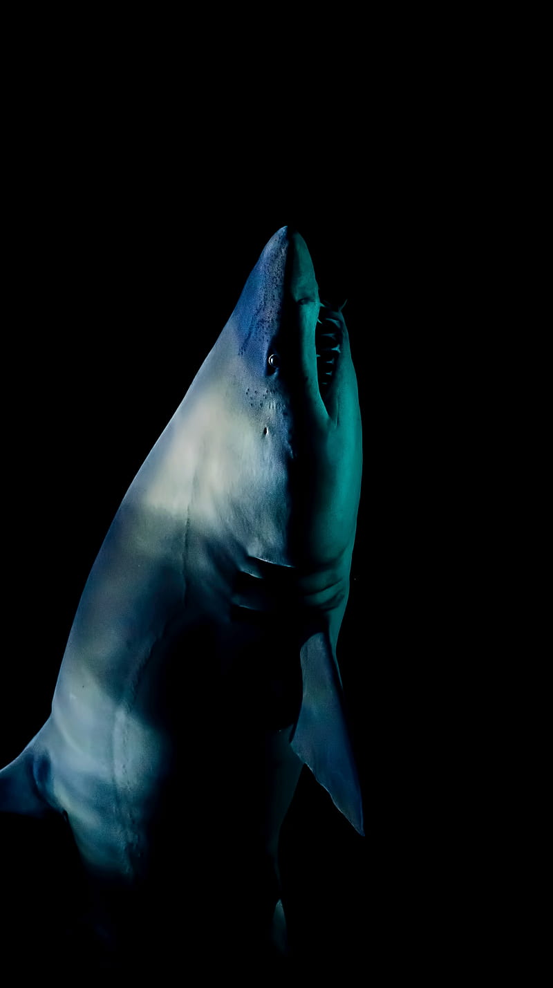 shark, black background, animals, dark, fish, HD phone wallpaper