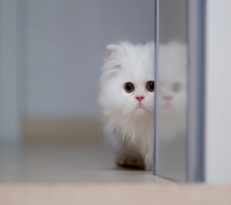Cute White Cat, HD wallpaper