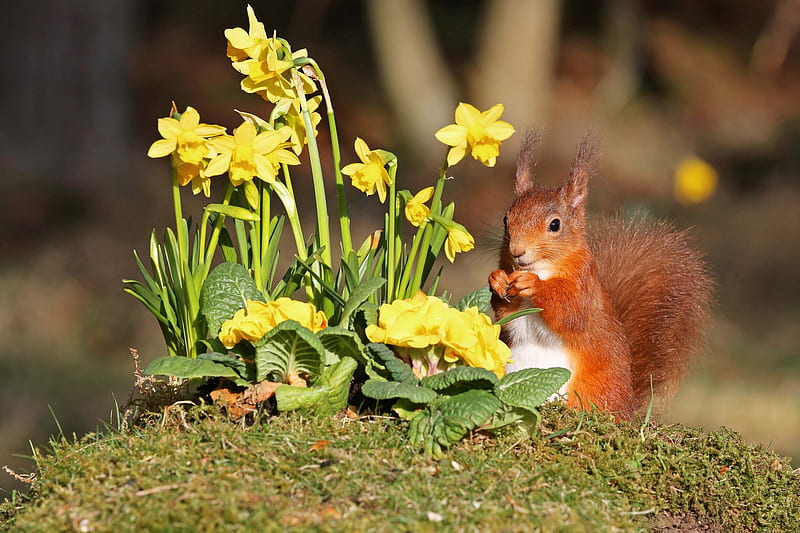 Squirrel, cute, veverita, flower, yellow, spring, animal, HD wallpaper