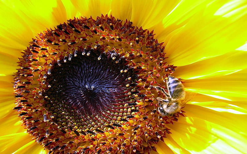 Sunflower and Bee Macro-Flower graphy, HD wallpaper