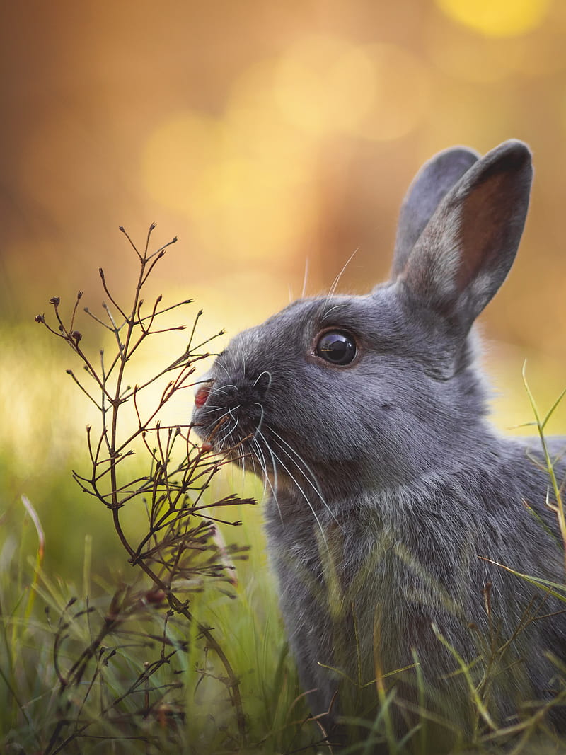 rabbit, animal, cute, grass, wildlife, HD phone wallpaper
