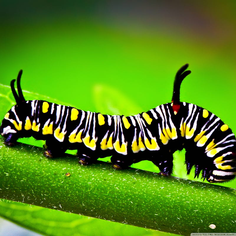 Caterpillar, beauty, close-up, leaf, HD phone wallpaper