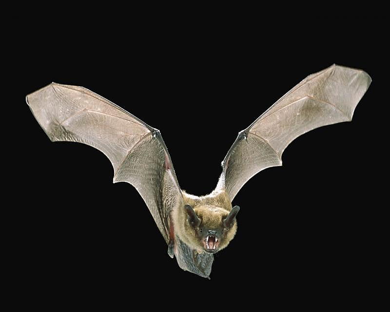 the creature of the night, predator, giant bat, vampire, flying, HD wallpaper