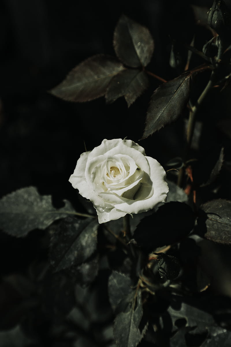 Selective Focus Of White Rose, HD phone wallpaper