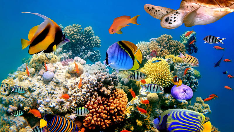 Colorful Shoal Of Fish Swimming Near Coral Reefs Animals, HD wallpaper