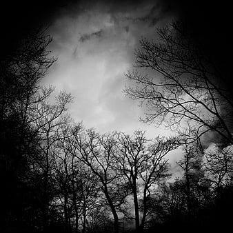 Trees, branches, silhouettes, black and white, bw, HD phone wallpaper ...