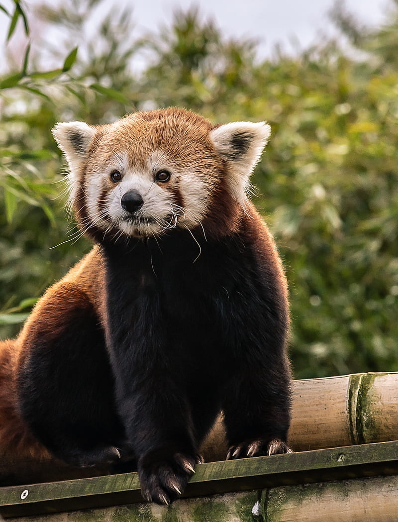 red panda, cute, animal, HD phone wallpaper