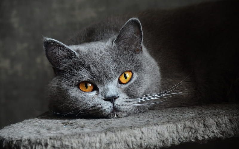 British Shorthair cat, beautiful big eyes, gray cat, pets, cute animals, HD wallpaper