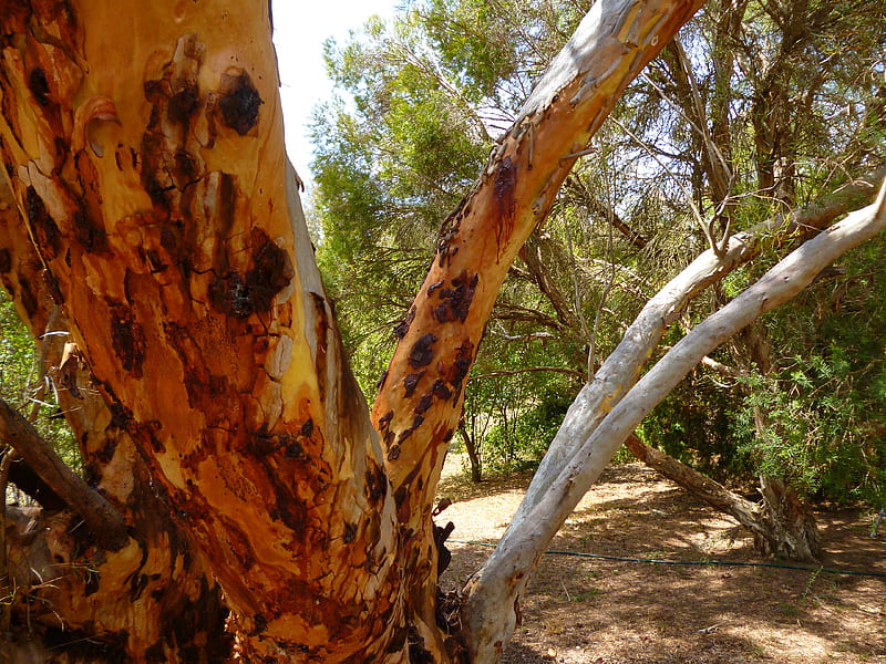 Eucalyptus tree, forest, bush, nature, trees, bark, HD wallpaper