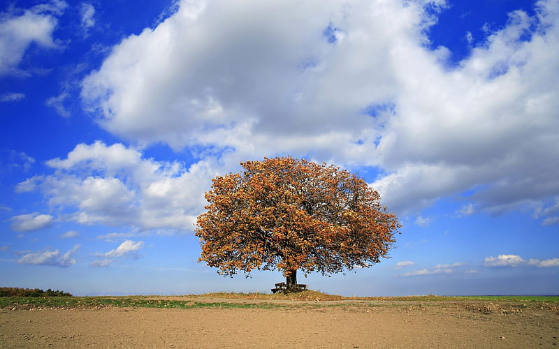 A Single Tree in Aurumn field Under Blue Sky, HD wallpaper