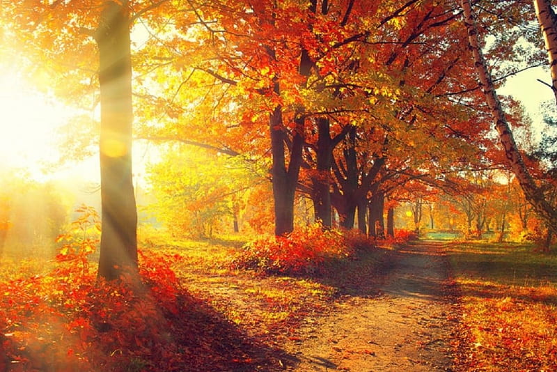 Autumn Sunshine, forest, fall leaves, autumn, nature, sunshine, HD ...