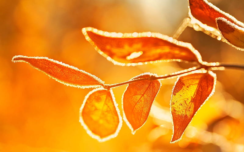 morning, autumn, tree branch, yellow leaves, frost, HD wallpaper