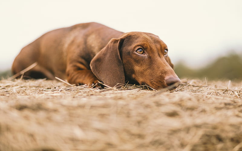 brown dachshund, cute brown dog, pets, cute animals, dogs, HD wallpaper