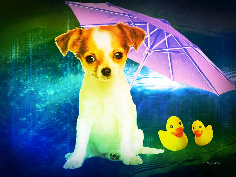 Rainy Day , friend, umbrella, ducks, weather, cute, water, rain, dogs, dog, HD wallpaper