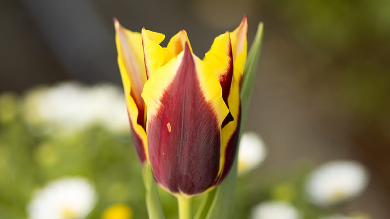 Tulips, Yellow, Red, Tulip, Churippu, Bordeaux, Maroon, Canary Yellow, 3840x2160, Pink, Tulipa gesneriana, Flowers, Flower, HD wallpaper