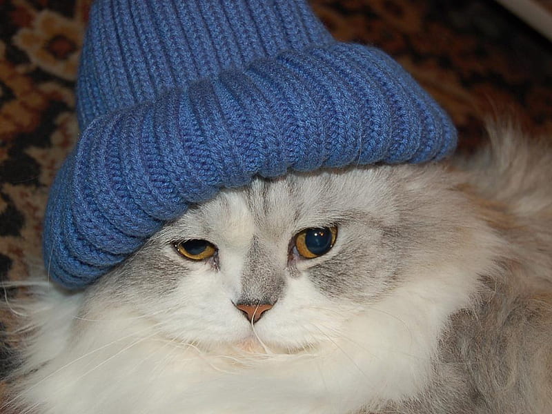Bad Fur Day, white, cat, blue, hat, HD wallpaper