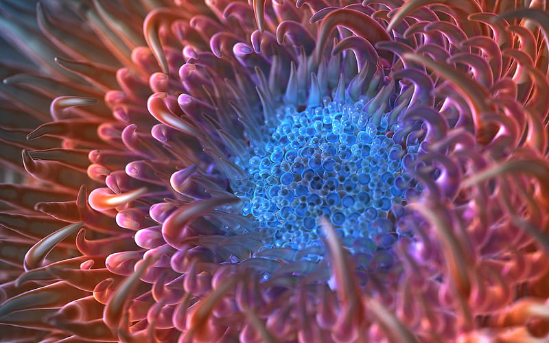 Sea Anemone, pink, blue, animal, anemone, macro, HD wallpaper