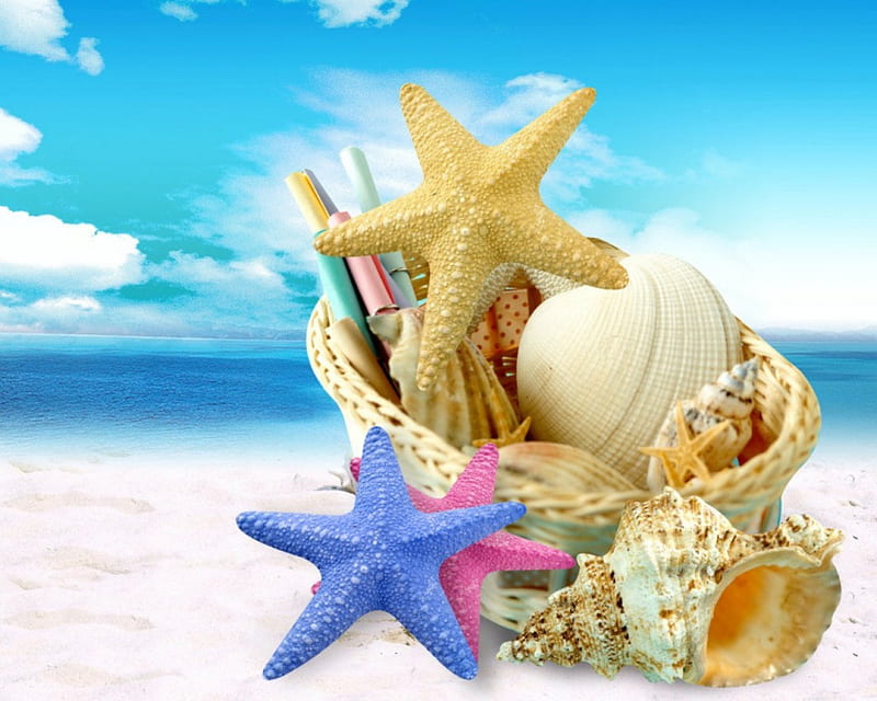 Shells and starfish, beach, shells, sands, starfish, sea, HD wallpaper