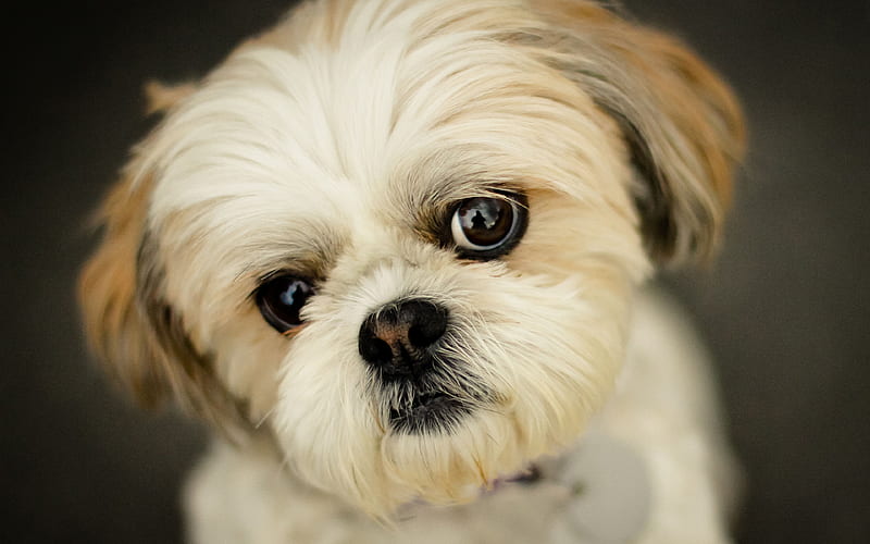 Shih Tzu pets, puppy, muzzle, fluffy dog, cute animals, Chrysanthemum Dog, HD wallpaper
