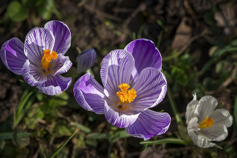 saffron, flower, petals, spring, pollen, purple, HD wallpaper