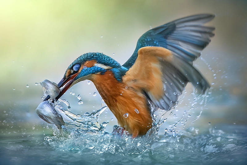 Kingfisher, Water, Fish, Catch, Bird, HD wallpaper