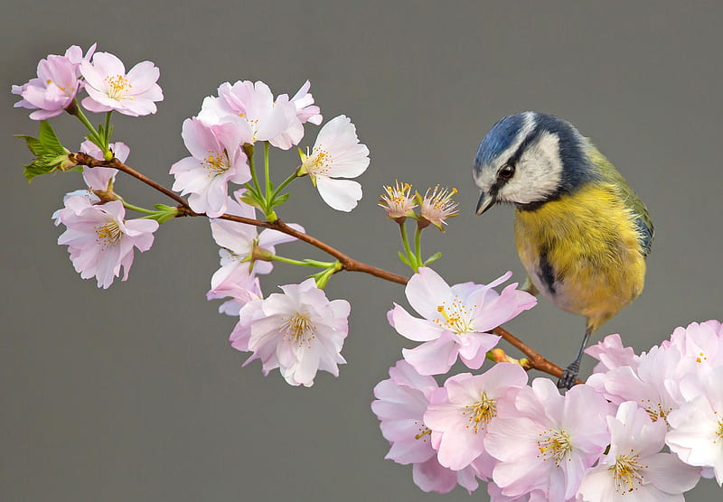 bird, pasari, flower, pitigoi, spring, pink, blue tit, yellow, blossom, gris, HD wallpaper