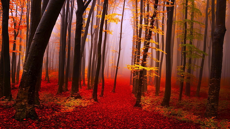 Autumn Forest Path, red, forest, yellow, trees, fog, leaves, path, nature, landscape, HD wallpaper