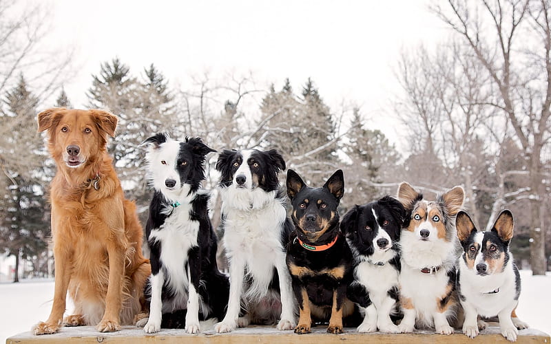 dog, breed, pet, man's best friend, company, HD wallpaper