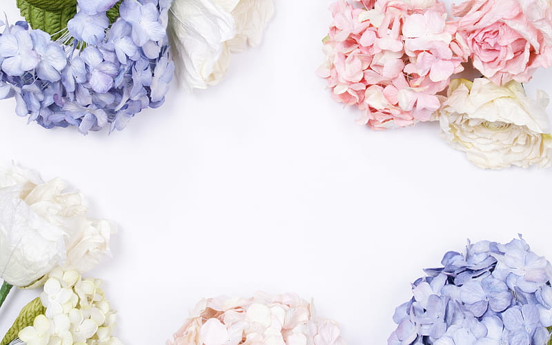 floral frame, white background, hydrangea, roses, beautiful flowers, frame of flowers, blue hydrangea, pink hydrangea, HD wallpaper