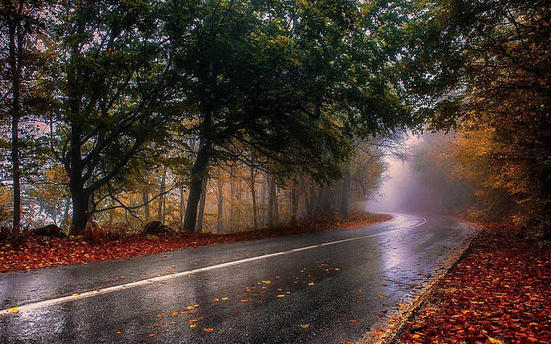 Autumn rain Road, tree, nature, rain, Autumn, Road, HD wallpaper