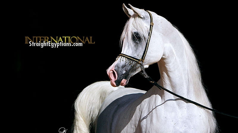 National Arabian, show horse, nature, white horse, animals, arabian, HD wallpaper
