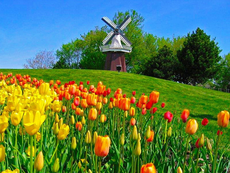 Summer mill, pretty, colorful, windmill, lovely, mill, grass, greenery, bonito, nice, green, flowers, nature, tulips, meadow, HD wallpaper