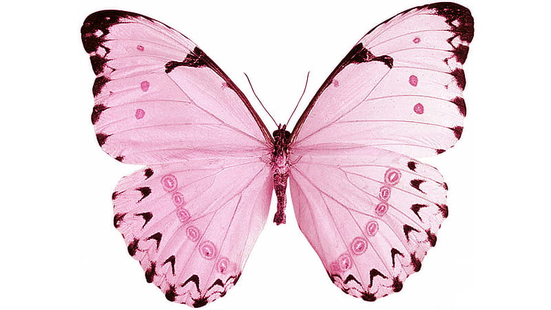 Pink Butterfly In White Background Pink Butterfly, HD wallpaper