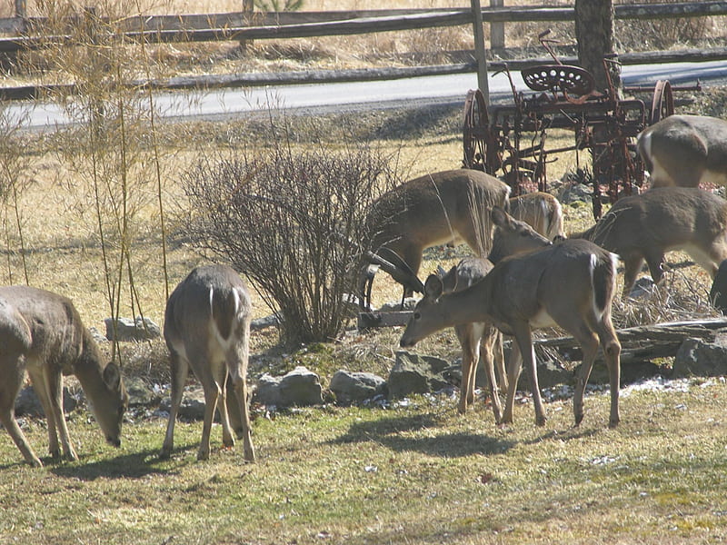 deer in front yard, nature, country, deer, HD wallpaper