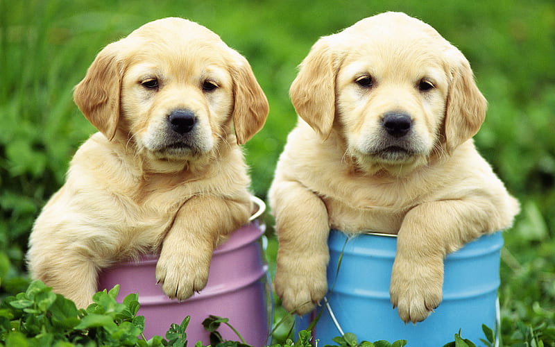 Labrador, puppies, retriever, pets, cute animals, labradors, golden  retriever, HD wallpaper | Peakpx