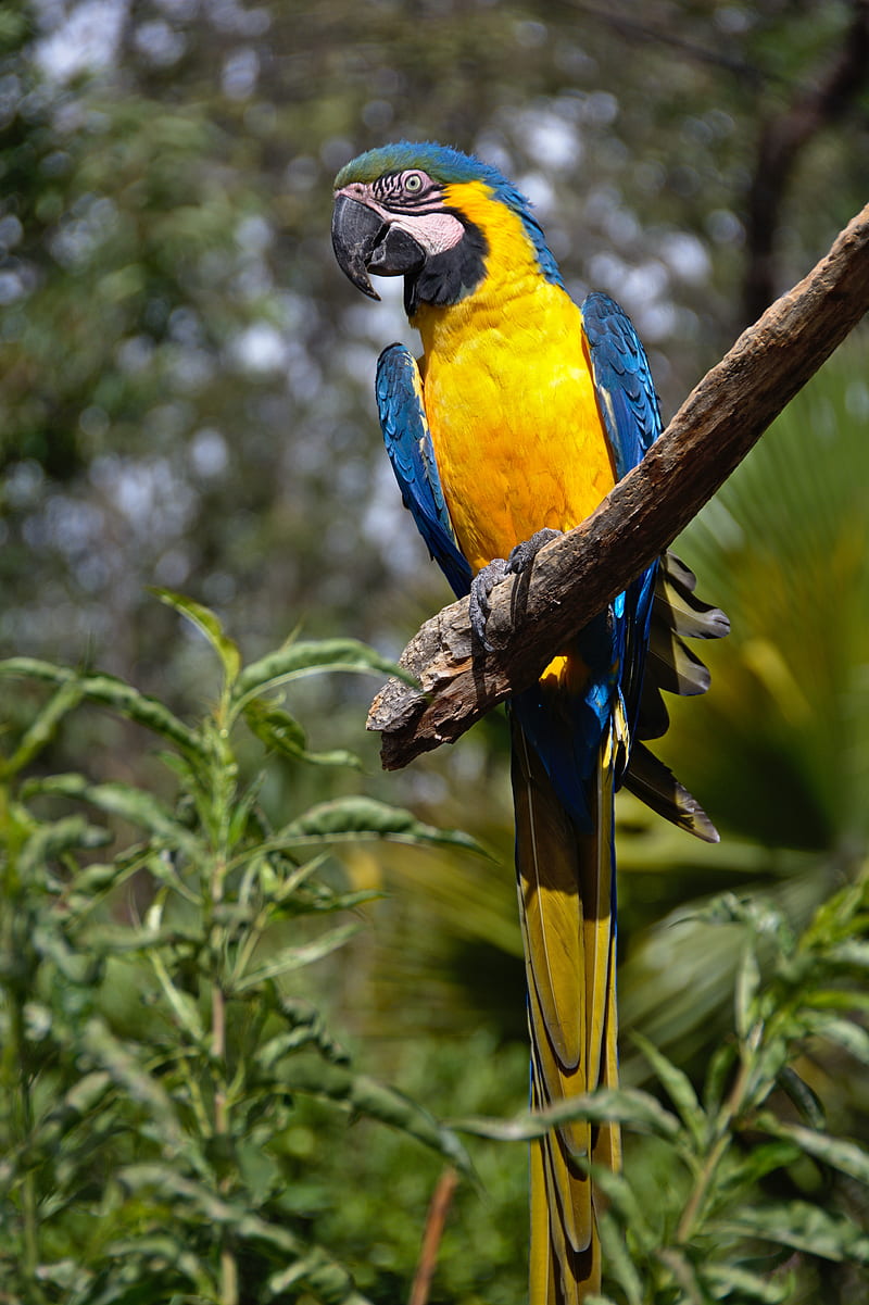 macaw, parrot, bird, tail, bright, HD phone wallpaper