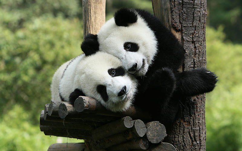 pandas, bears, cute animals, tree, panda, pair of pandas, HD wallpaper