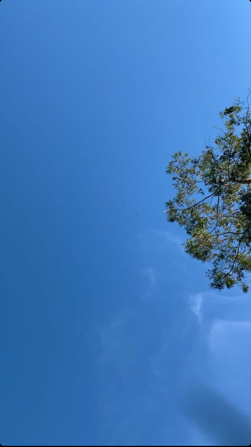 Up, trees, treasure, sky, blue, sunday, sunshine, clear sky, vintage, popular, HD phone wallpaper