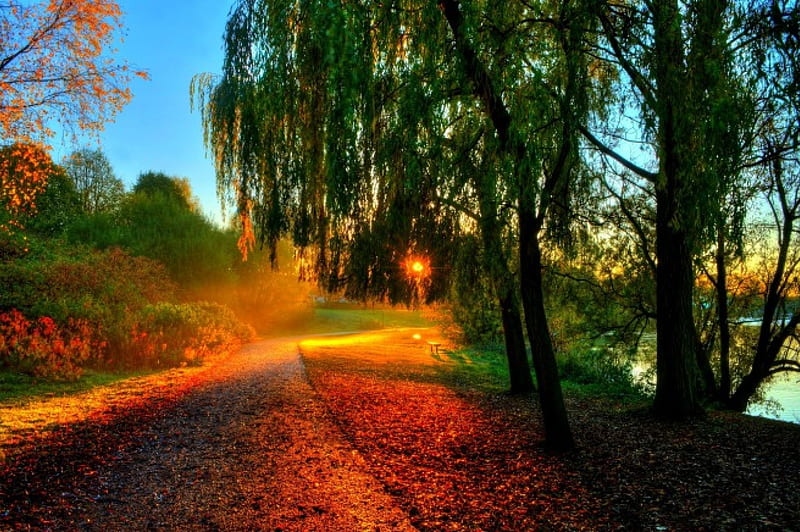 Autumn Sunset, fall, autumn, sun, grass, sunset, clouds, leaves, splendor, path, autumn splendor, road, sunlight, sky, trees, tree, sunrays, rays, nature, HD wallpaper
