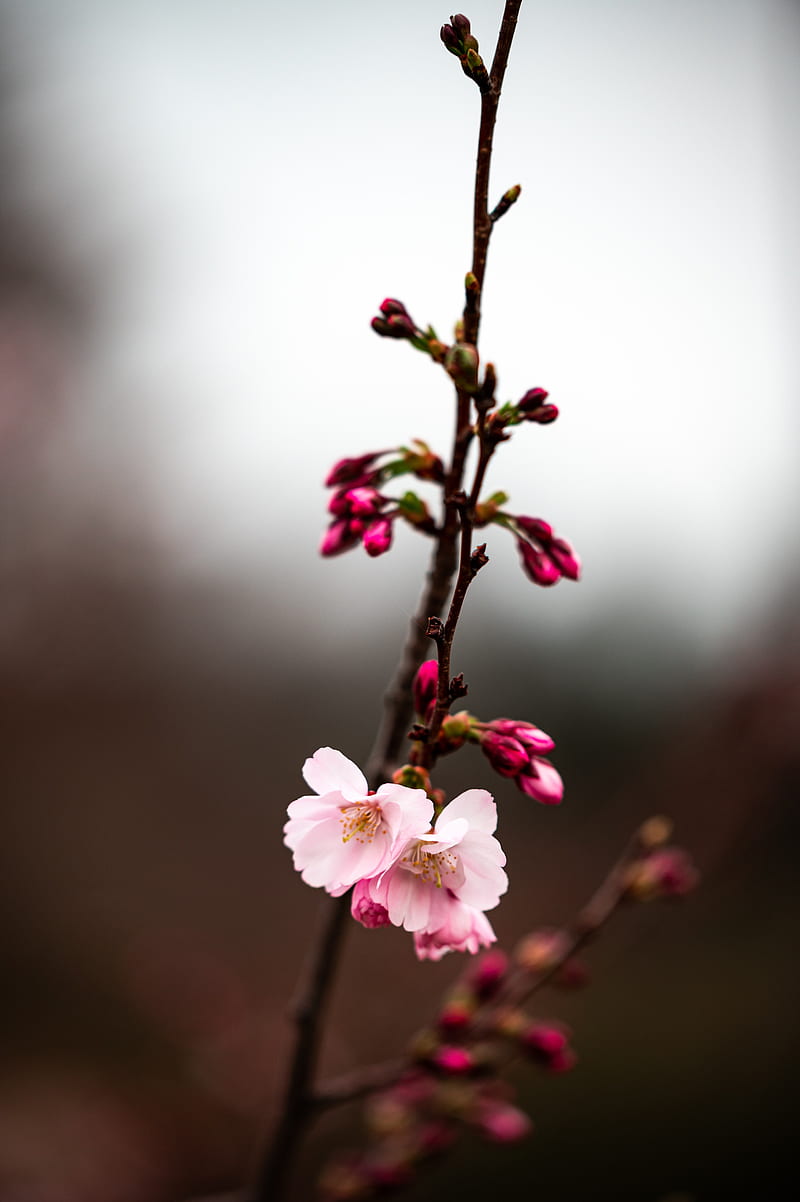sakura, branch, flowers, macro, HD phone wallpaper