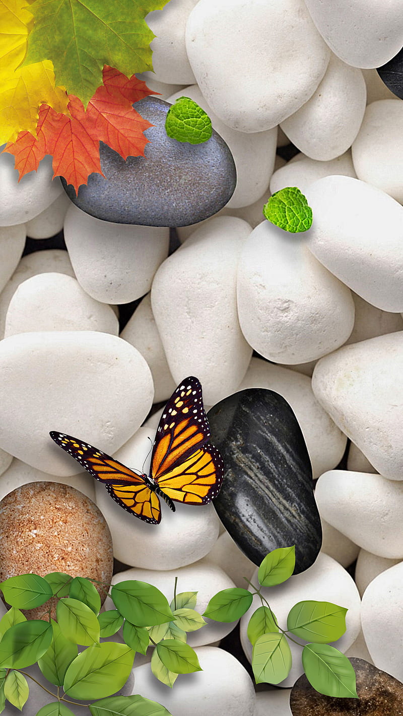 zen stones, butterfly, leaves, mapple, white, HD phone wallpaper